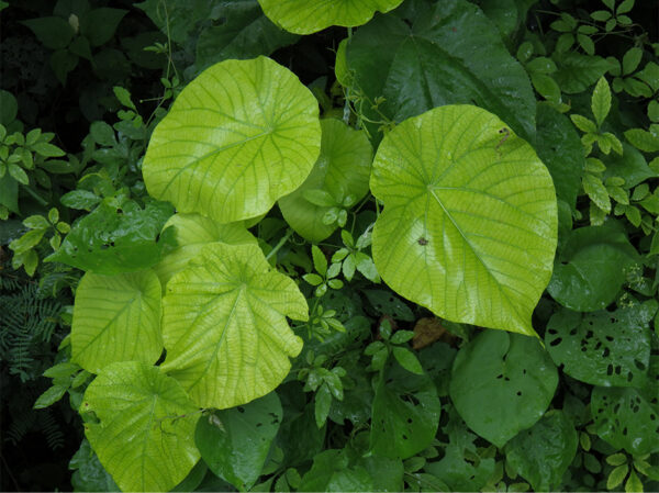 Ricoh WG-8 - Green - Image 7